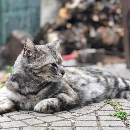 Villino Elda Oda ve Kahvaltı