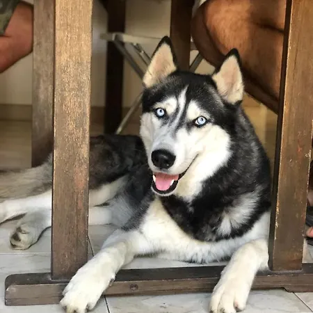 Oda ve Kahvaltı Villino Elda *