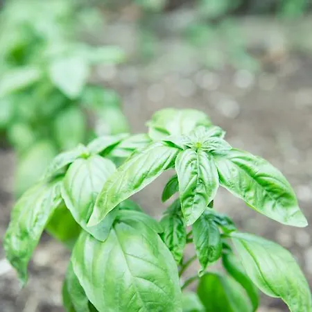 Nocleg ze śniadaniem Villino Elda Rzym