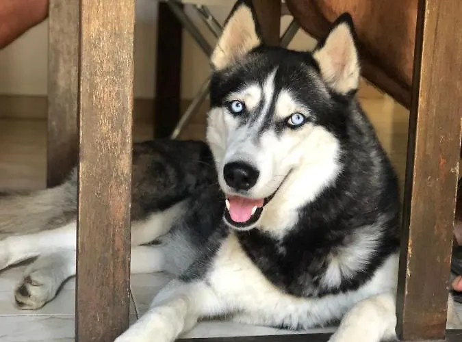 فندق مبيت وإفطار Villino Elda *